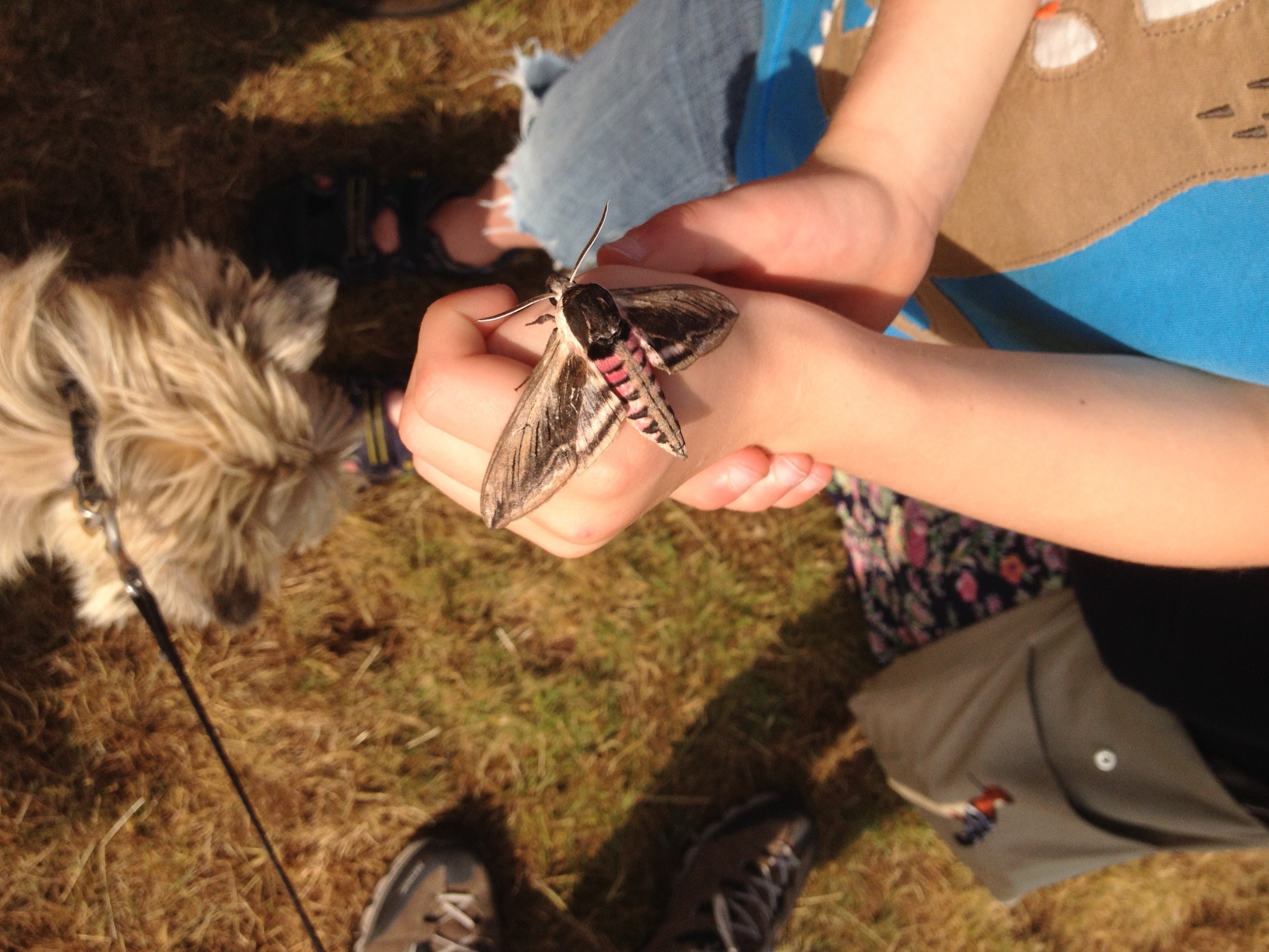 One of the privet hawkmoths from Saturday morning last year, when we opened the overnight moth trap.