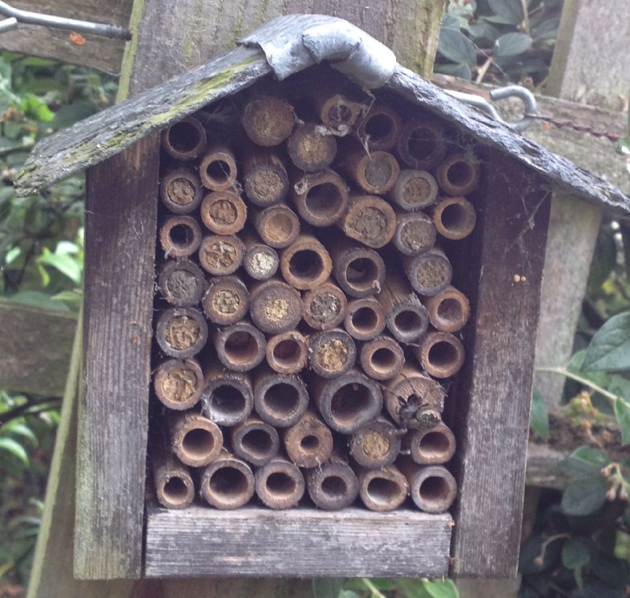 A simple, bought bug hotel in a local garden with bees in residence - and a few spiders too.