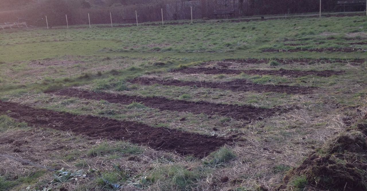 Dark stripes of earth, which we hope will become colourful stripes of flowers.