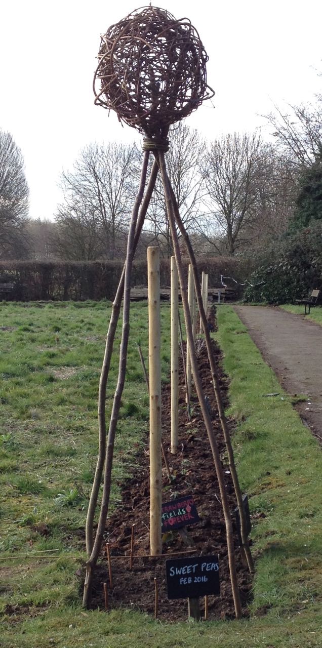 Direct sown sweet peas under the hazel and hedge wigwam.