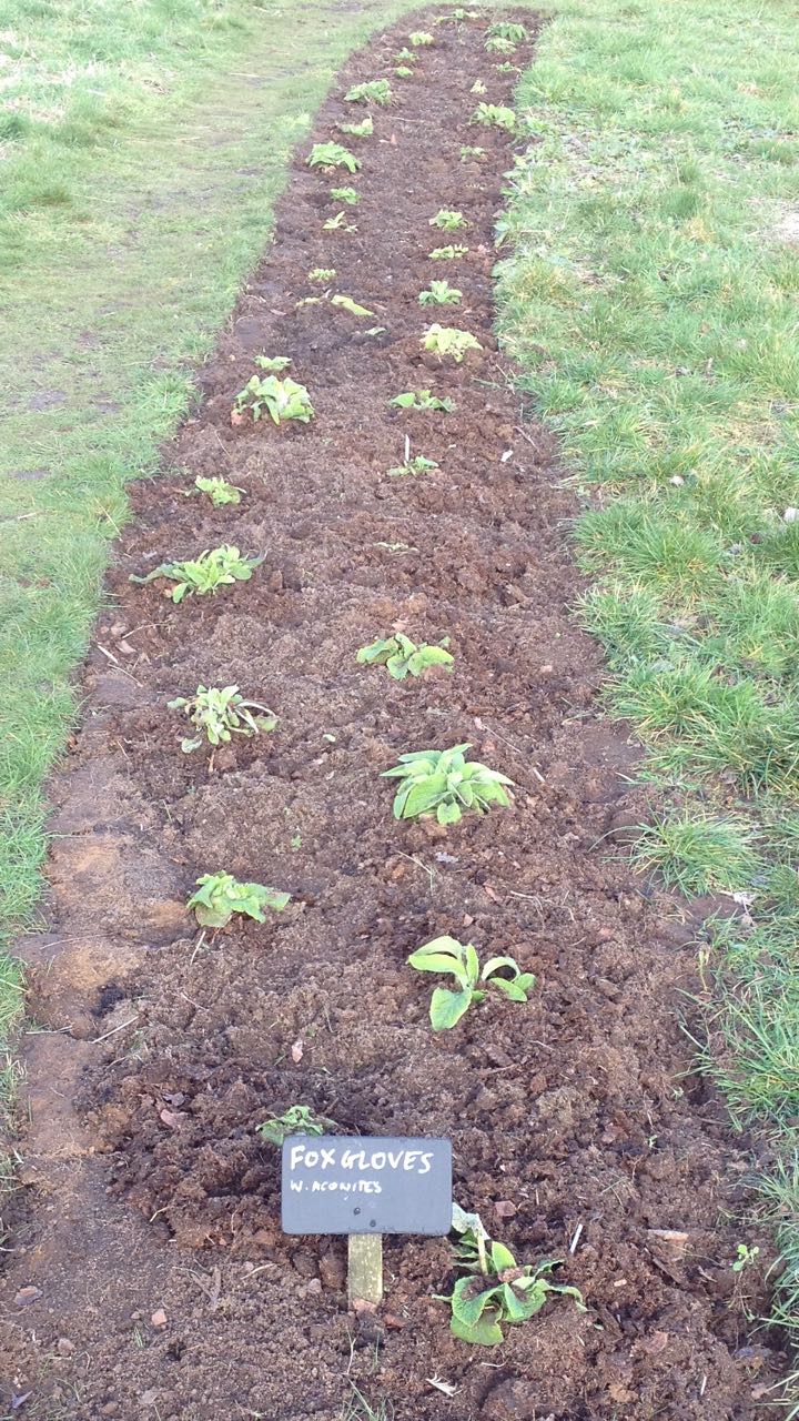 The foxgloves, donated by the Botanic Garden, have survived the winter well. We are looking forward to them flowering this summer - and giving the garden a bit of height.