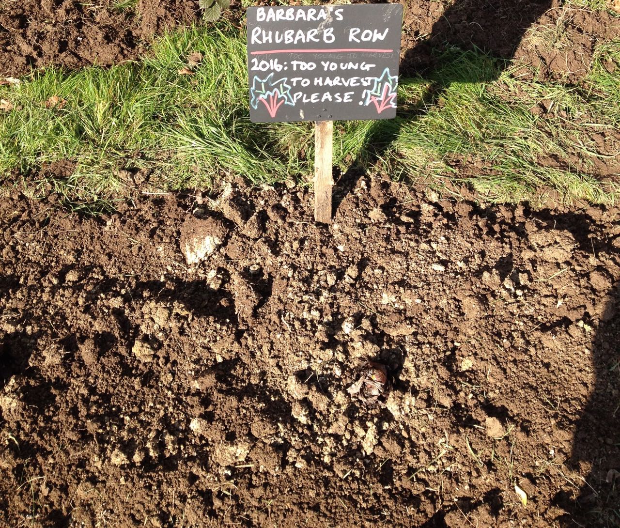 The rhubarb came from 'regular park user' Barbara's garden... it has a good reference as being red and tasty.