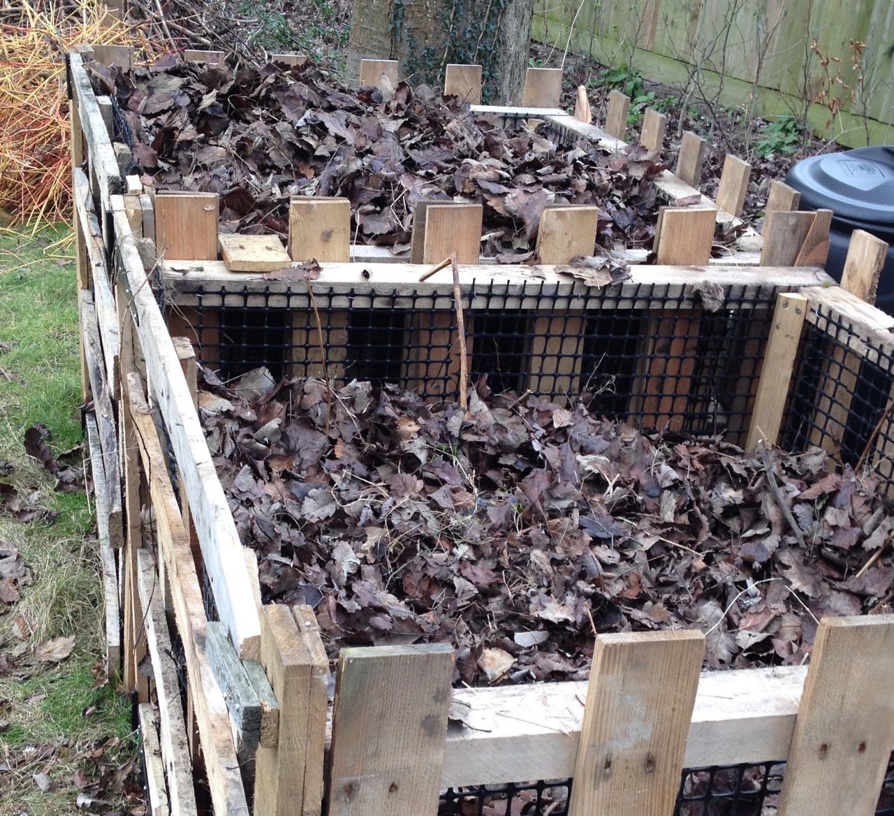 Delicious whitebeam leaves...