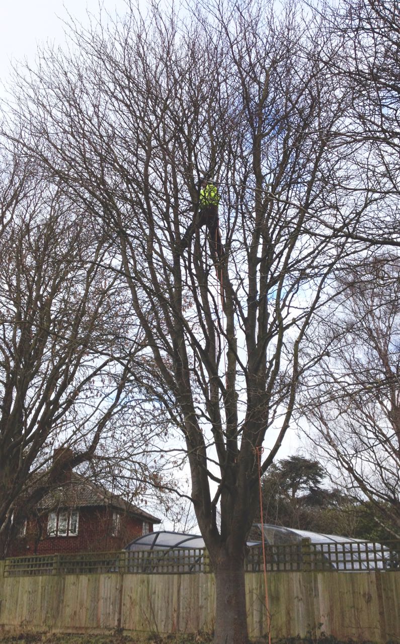 Hi Viz man in tree - those of us who are afraid of heights found it quite uncomfortable to watch...