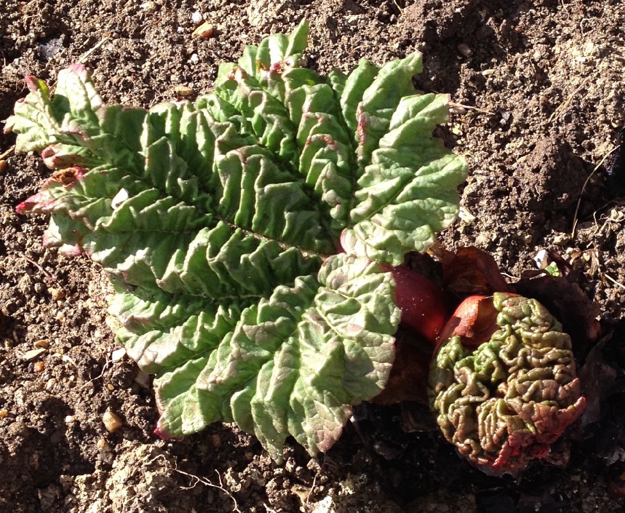 The first signs of rhubarb growth are very sculptural - can't wait to see the full-sized leaves.