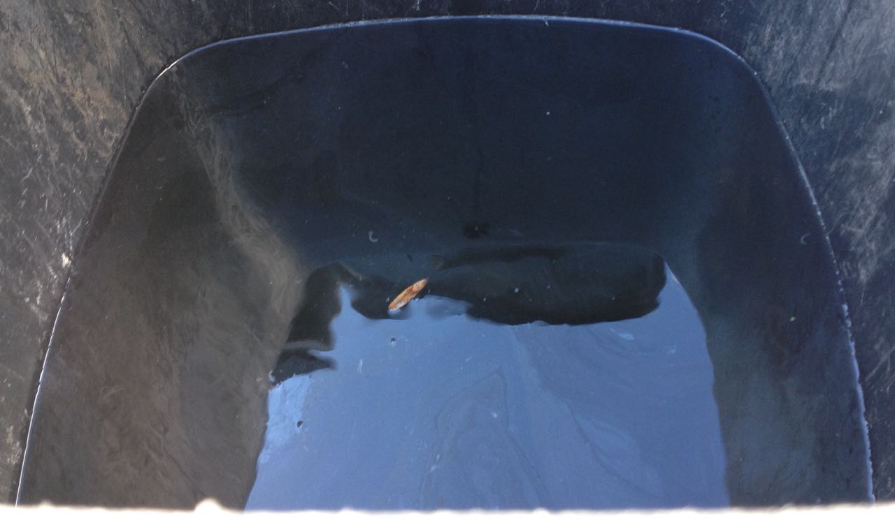 Lots of water in one of the wheelie bin waterbutts