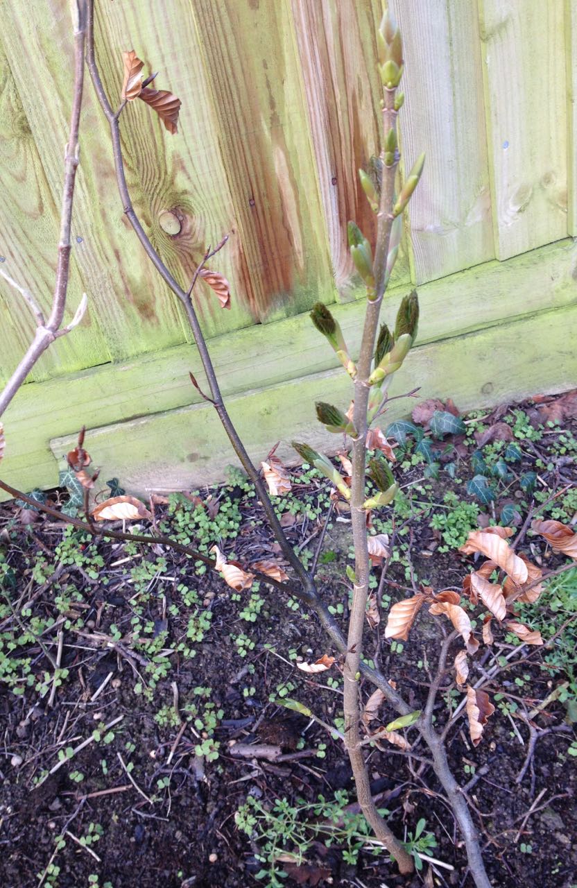 Three types of plants in our native hedge and some weeds below... oops.