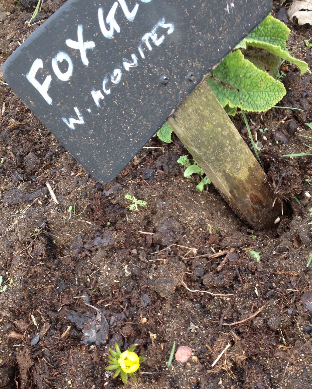 A single winter aconite being obliging next to the sign. I think it might have about three friends nearby, unless they were weeded up.