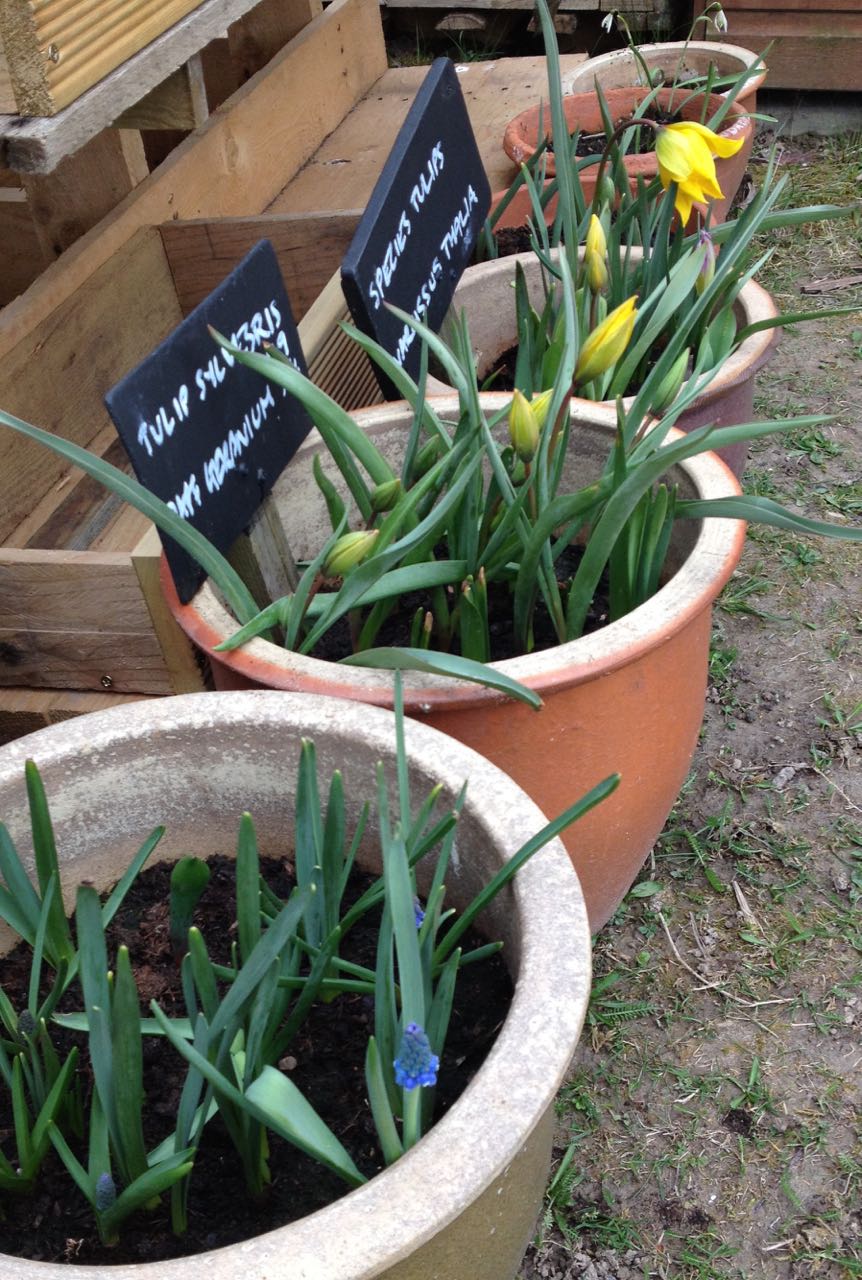 A few bulbs in pots...