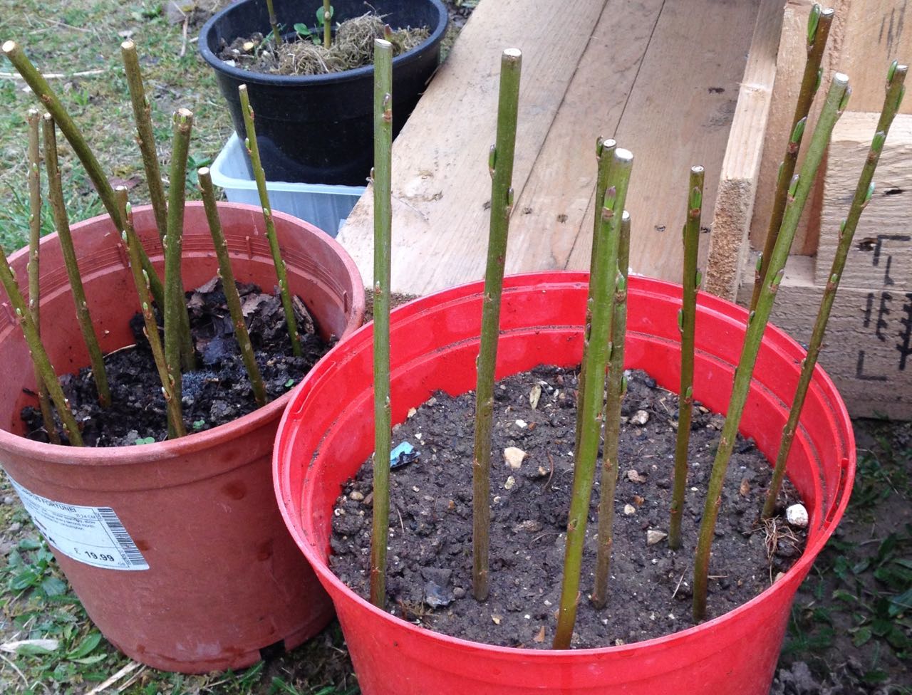 Harrison's willow cuttings coming into bud.