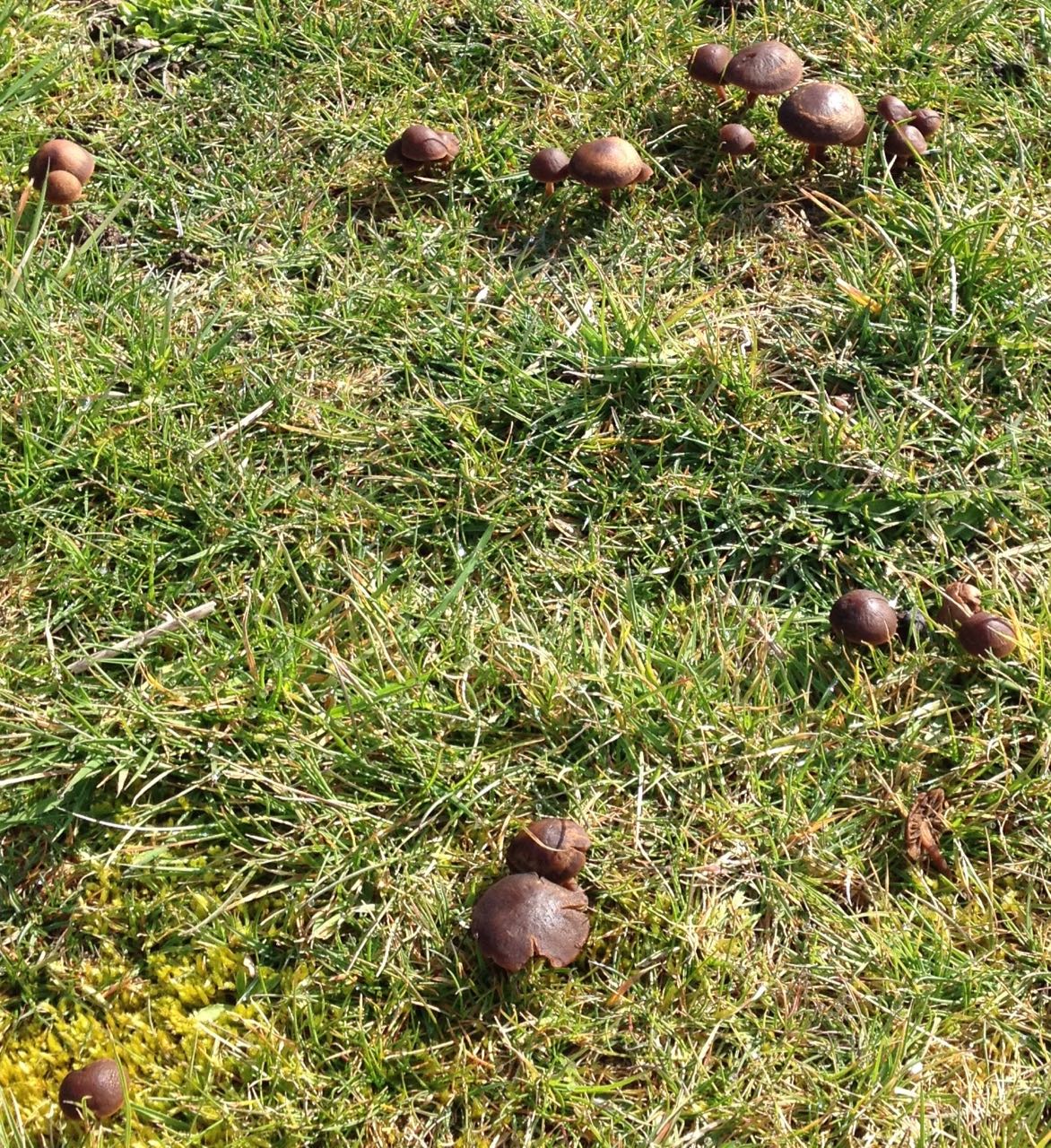 Toadstools in the central grassy area