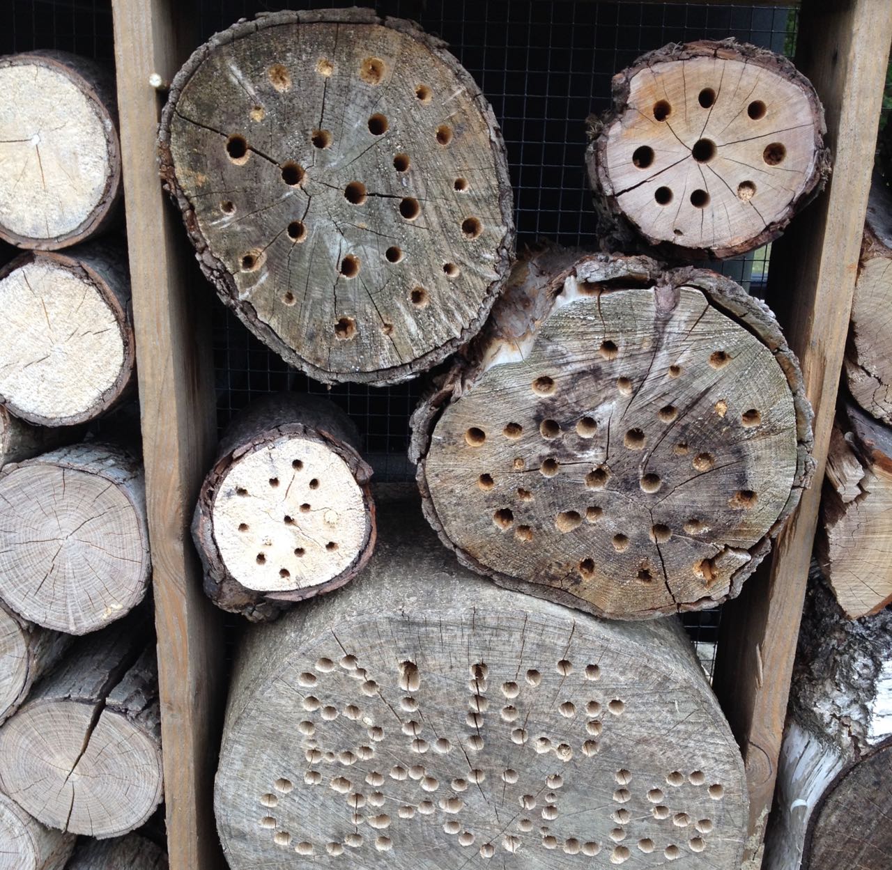 Some of the drilled holes have plugs in them. The bee flew into an open one.