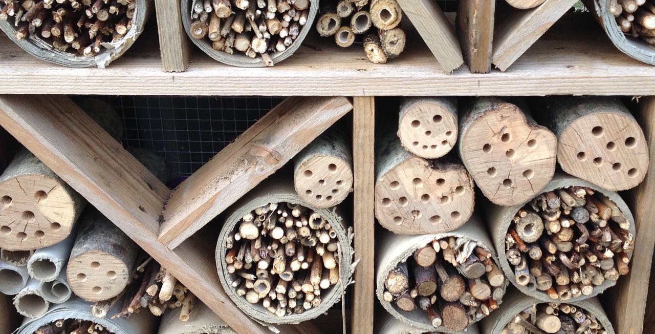 Smiley (and one sad) face in the Bugopolis - waiting for a bee