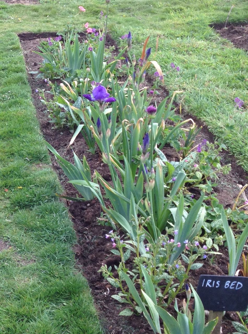 We have irises in the Iris bed and alliums starting
