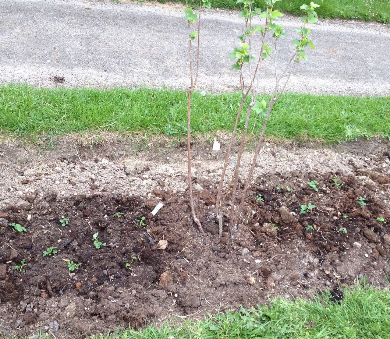 Two patches of alpine strawberries, grown from seed this Spring - so they are very small. Last year similar seeded plants did well in the Rock Road LIbrary garden though...