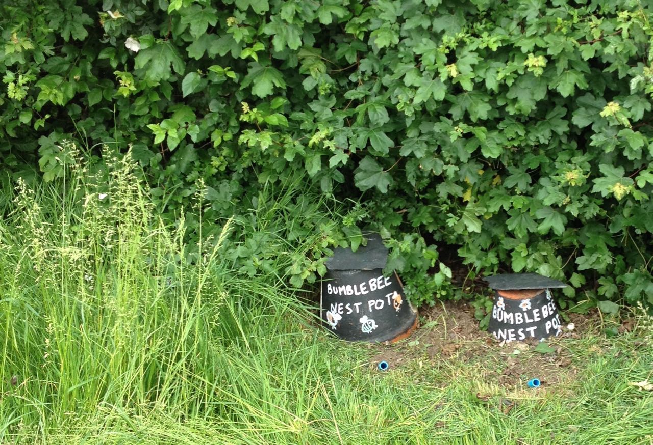 There has been so much growth of grass and hedge that we lost sight of our bumblebee nest pots - two uncovered so far