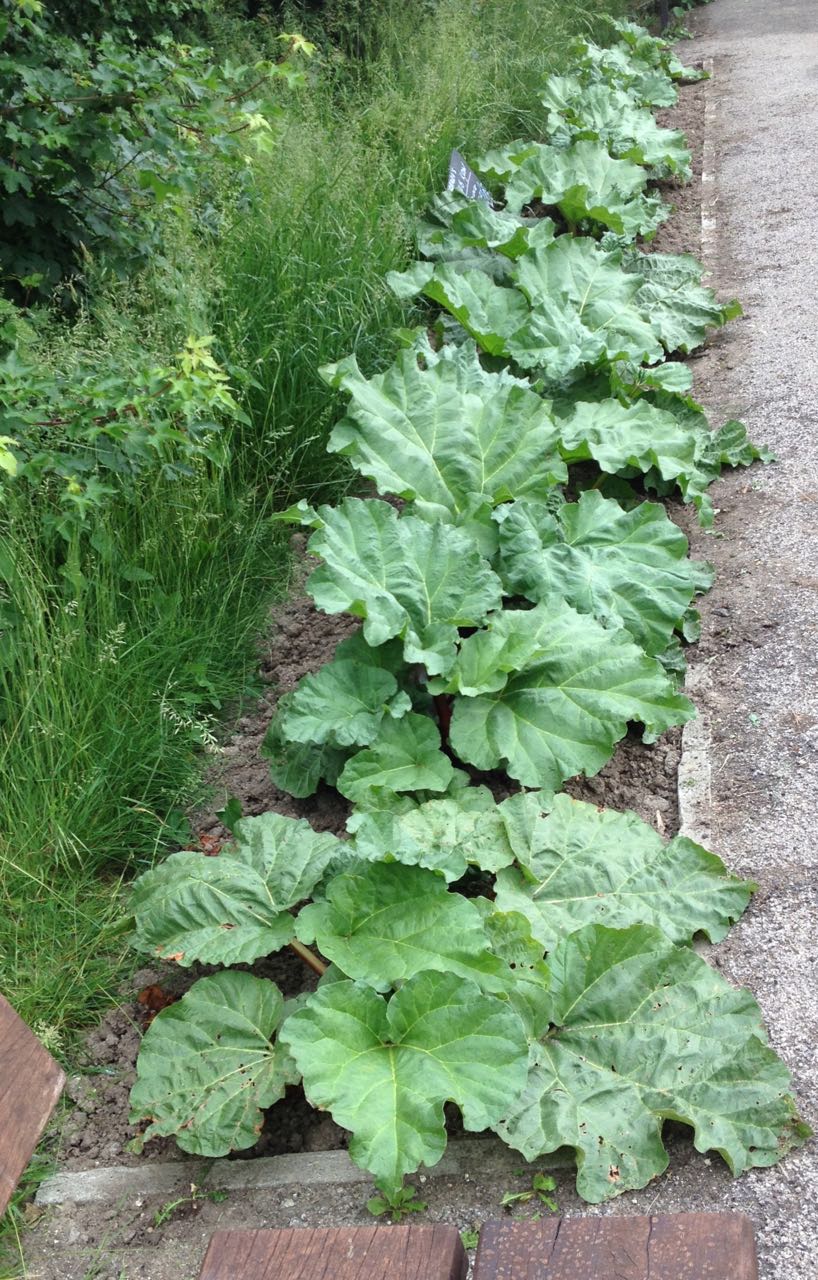 Fantastic growth for a first year. We won't crop this year to help the roots get established