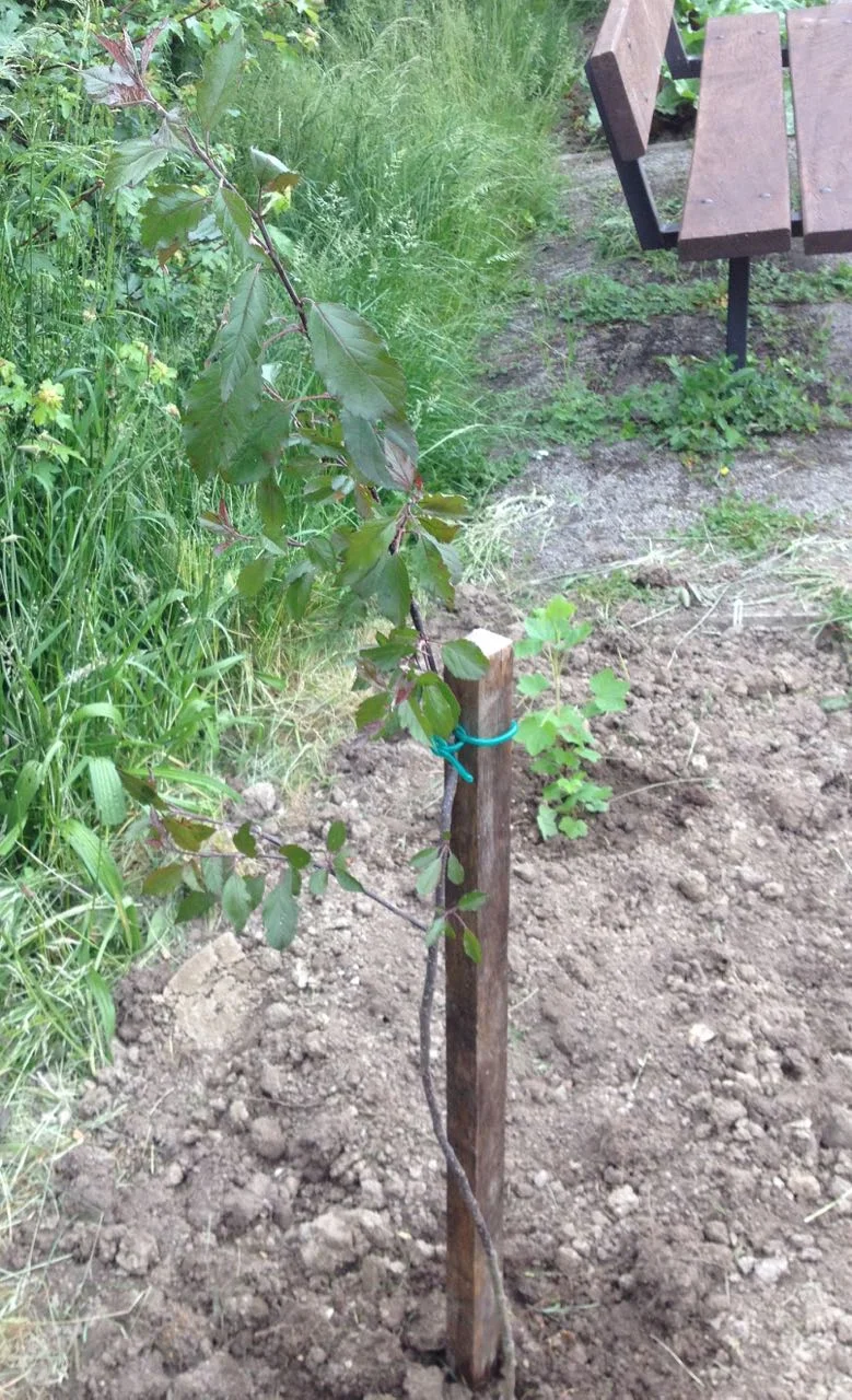 A young crabapple tree, grown from a pip (I think - I must check), donated as a bare root by a community gardener in Nottingham. We have been growing it on since the very early spring and it is looking healthy. The trees are common in Nottingham streets - decorative - and he finds the fruit very good as a base for cider making. We are going to call it Ray, after his newborn son. There is a scheme in Cambridge for people to plant trees for newborns so we thought it was quite appropriate. It is the only tree we are planting over the summer - we probably have just enough water to keep it alive.