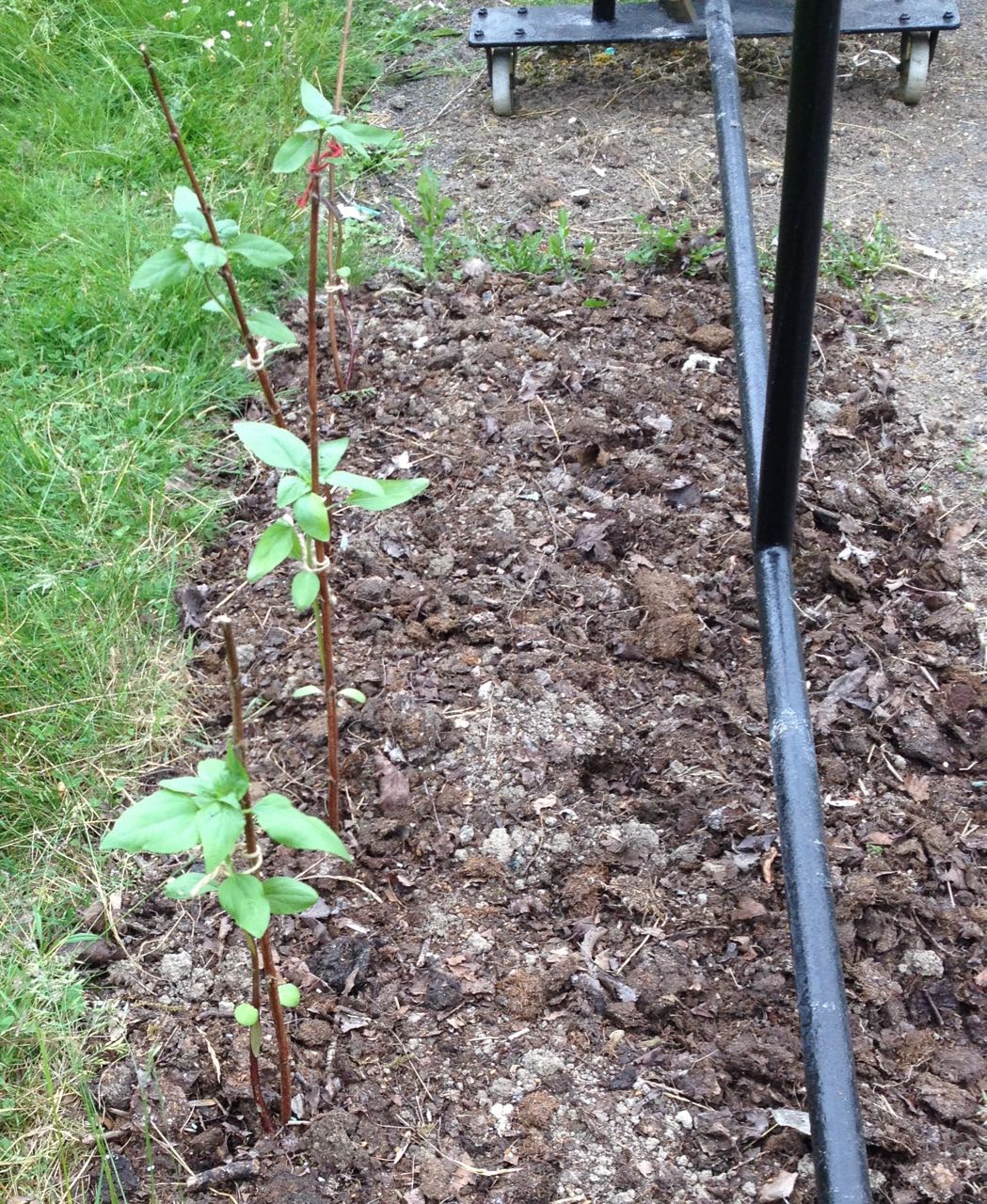 The sunflowers (seeds from a local allotment) should reach abut 6ft and be multi-stemmed and red. We are waiting to get a longer piece of chain so we can attach them to bamboo canes up the chained hatracks.