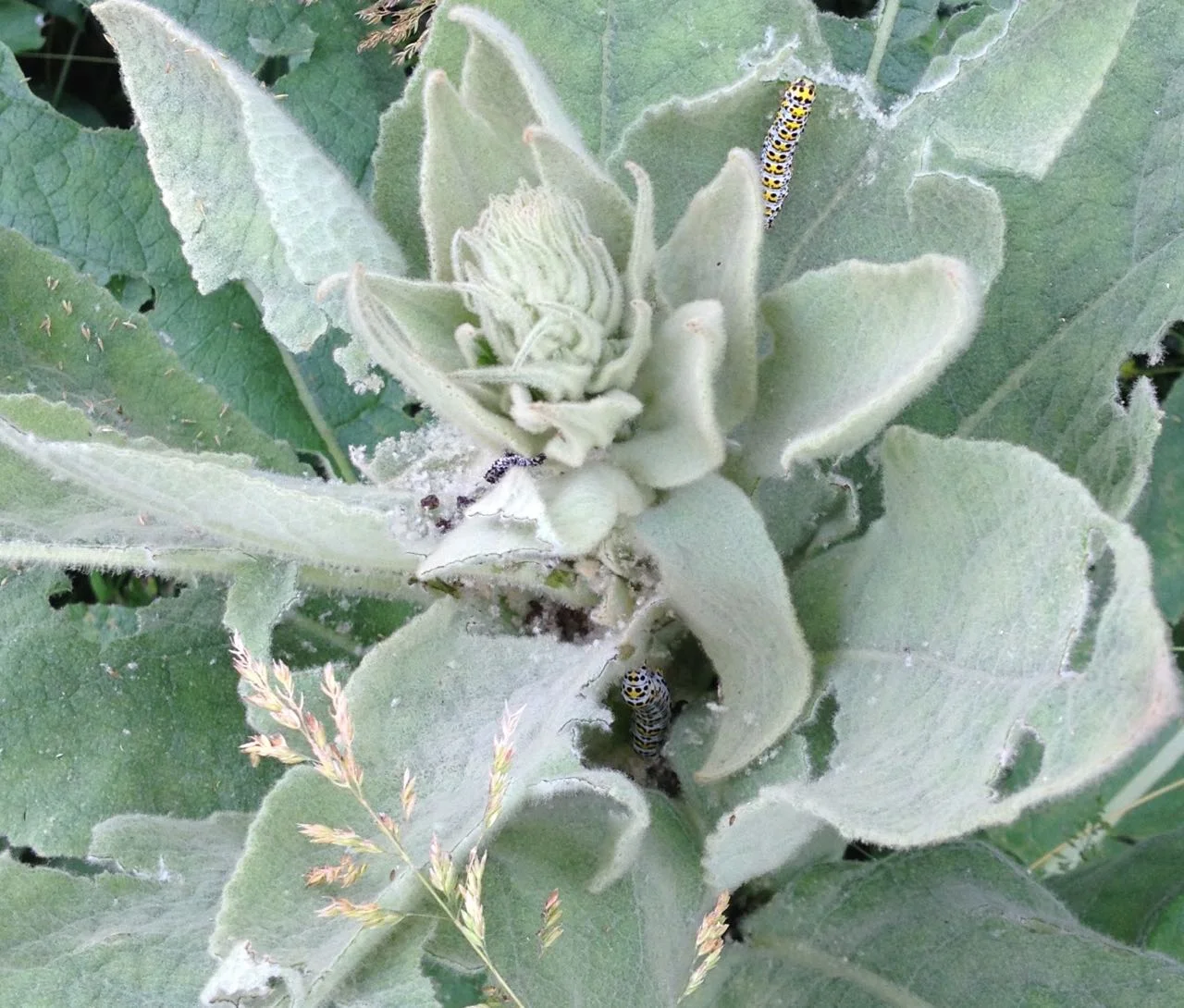 26 June 2016: brightly coloured caterpillars (of Cucullia verbasci ) on a mullein ( Verbascum ) plant.