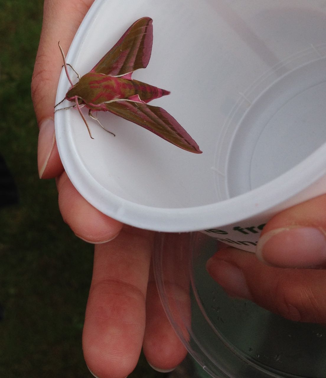 Elephant moth 'making a break for freedom' - all the moths were released as soon as they were recorded and had warmed up a bit.