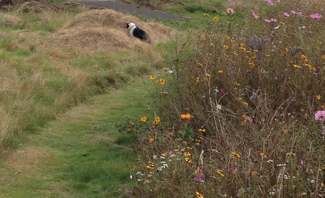 Garden cats' current favourite spot - mouse watching