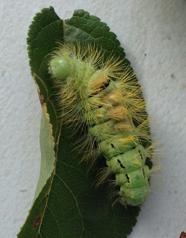 Early October: two of these were found by social walkers in the main park on the path. We looked them up and found they like to eat hawthorn so relocated them to the hedge around the garden where they should be safer.