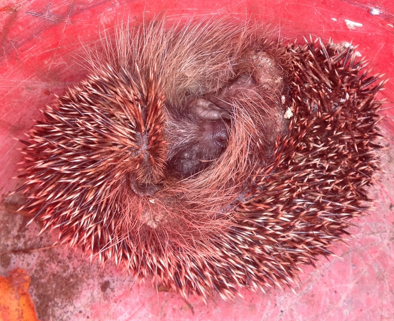 We carefully moved the hedgehog into a bucket and later gave it some water and hedgehog food (see video below). The hog stayed curled up for quite some time - they have very big feet!