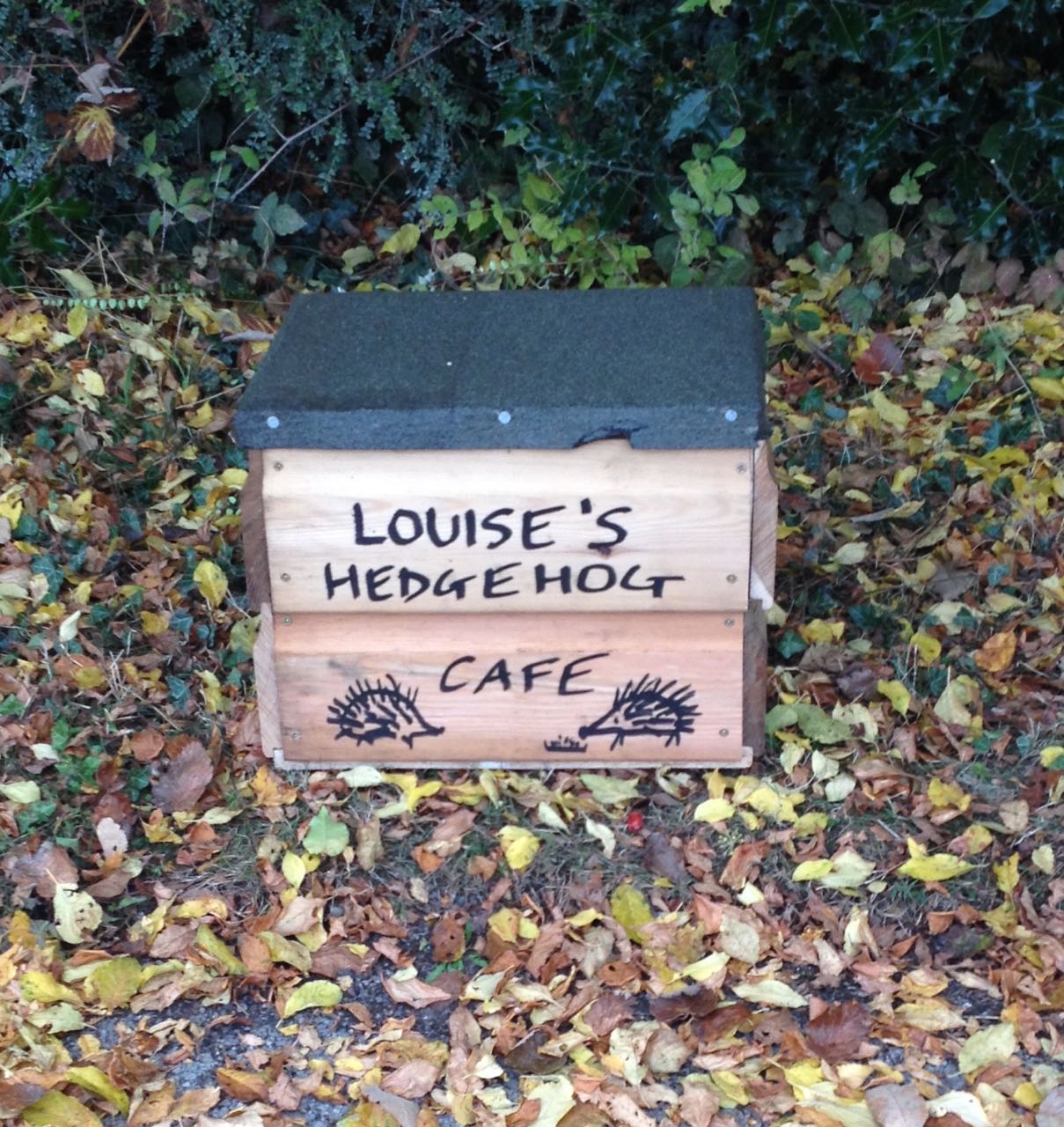 Our hedgehog cafe, which is the same design as a hedgehog house but has a hinged lid so we can put food and water inside without dogs and cats eating it. Louise is our top hedgehog fan...