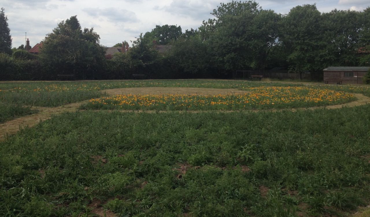 June 2015: the first flowers in the first annual sown meadow.