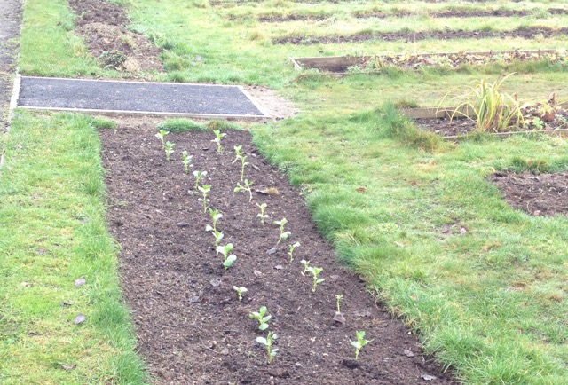 Broad beans - started off in modules and transplanted. We will add some more in February.