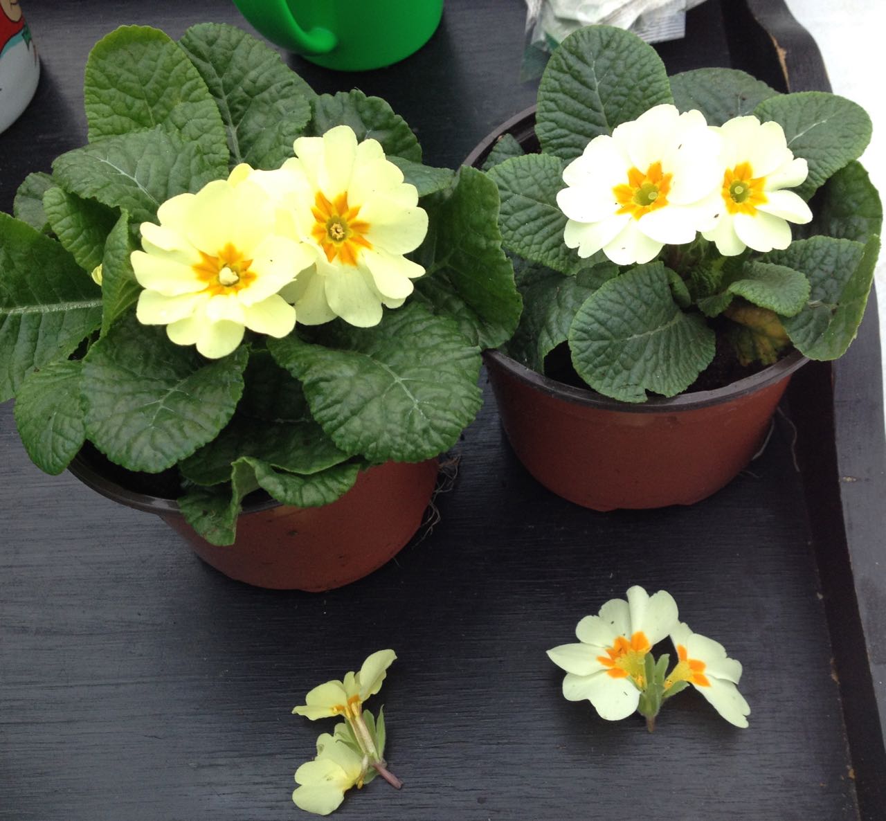 Primroses on their way to the new raised beds, showing the two types: pin-eyed stigma (above the pollen-bearing anthers) and thrum-eyed (stigma enclosed by anthers)