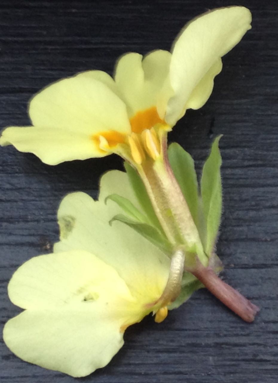 Thrum-eyed type - sorry about the focus!
