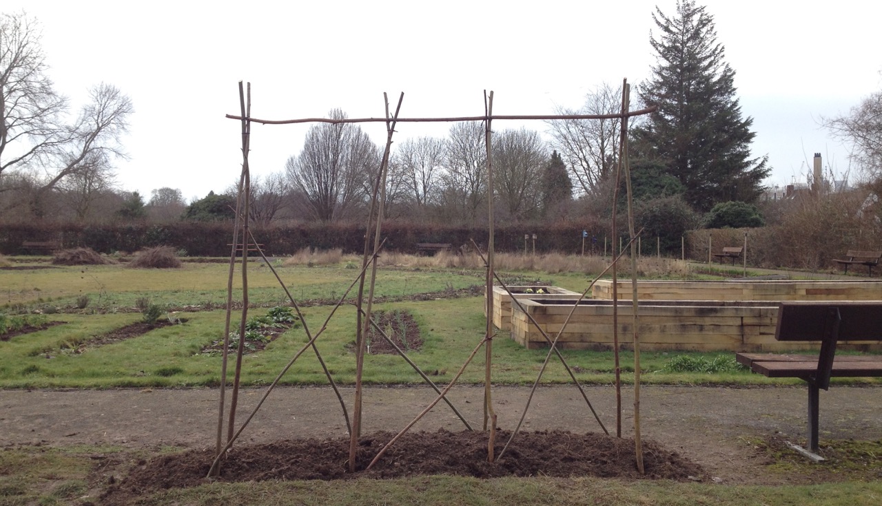 We made a new bed for sweet peas and started a support from willow from a nature reserve nearby - thanks Vic!