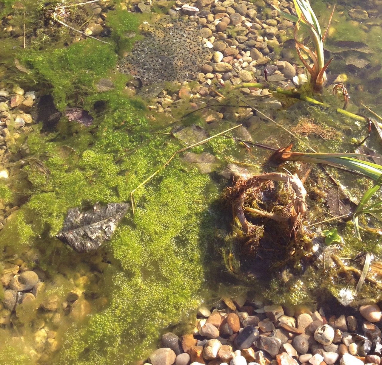 Frogspawn, visible over the fence from the 'mound' side.