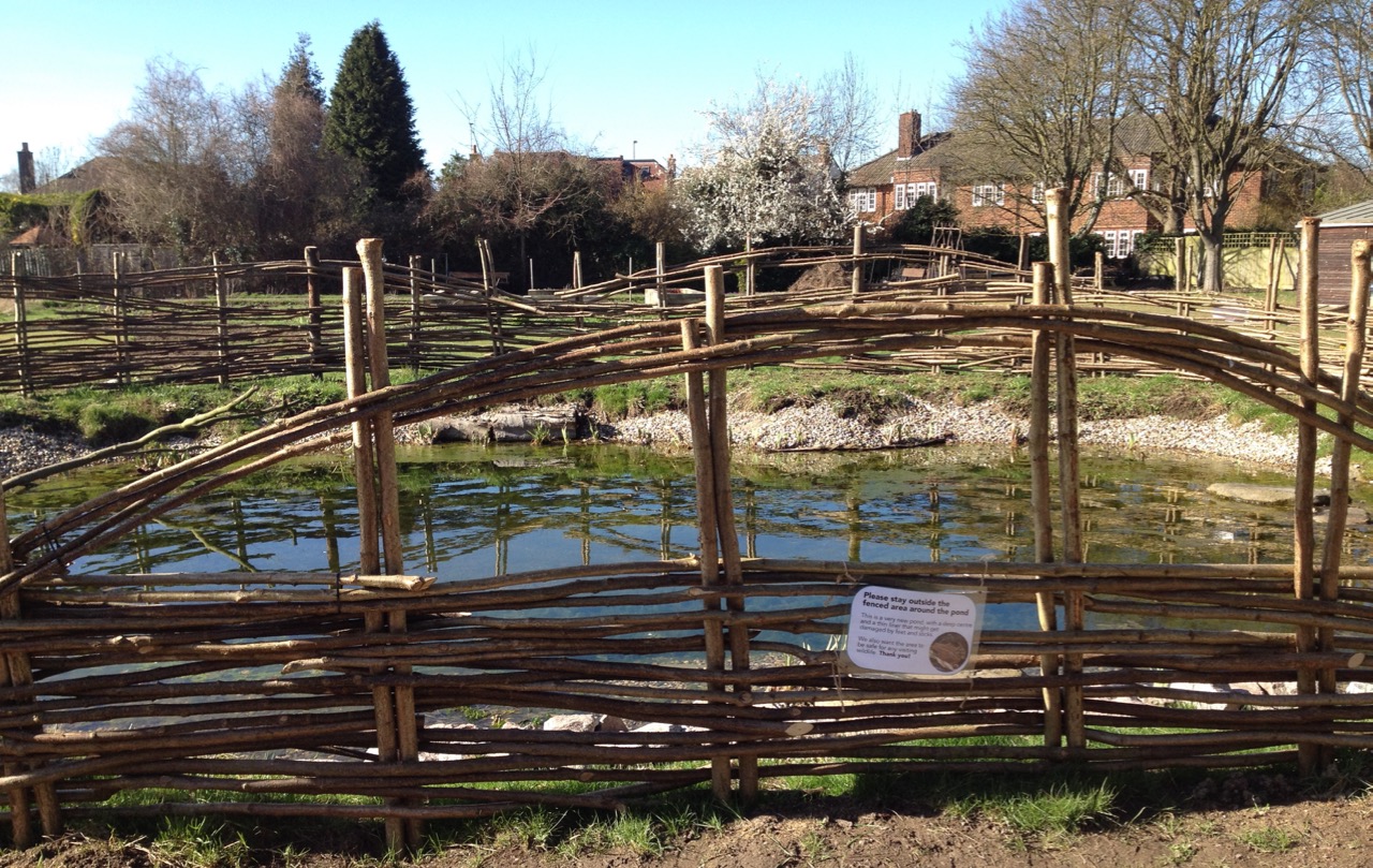 Woven hazel fence - it has eyebrows and windows, which make really attractive reflections and shadows in the March sun.