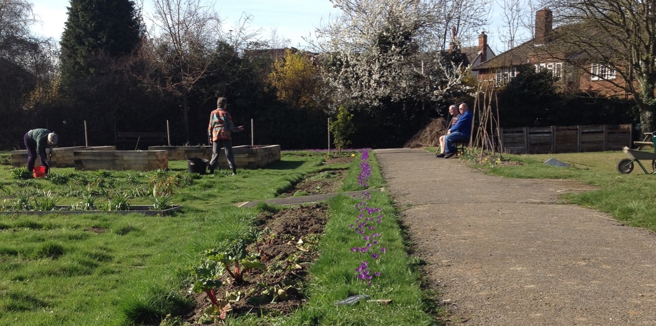 Volunteer gardeners working (and relaxing) in the March sun. The purple crocuses are enjoying the sun too.