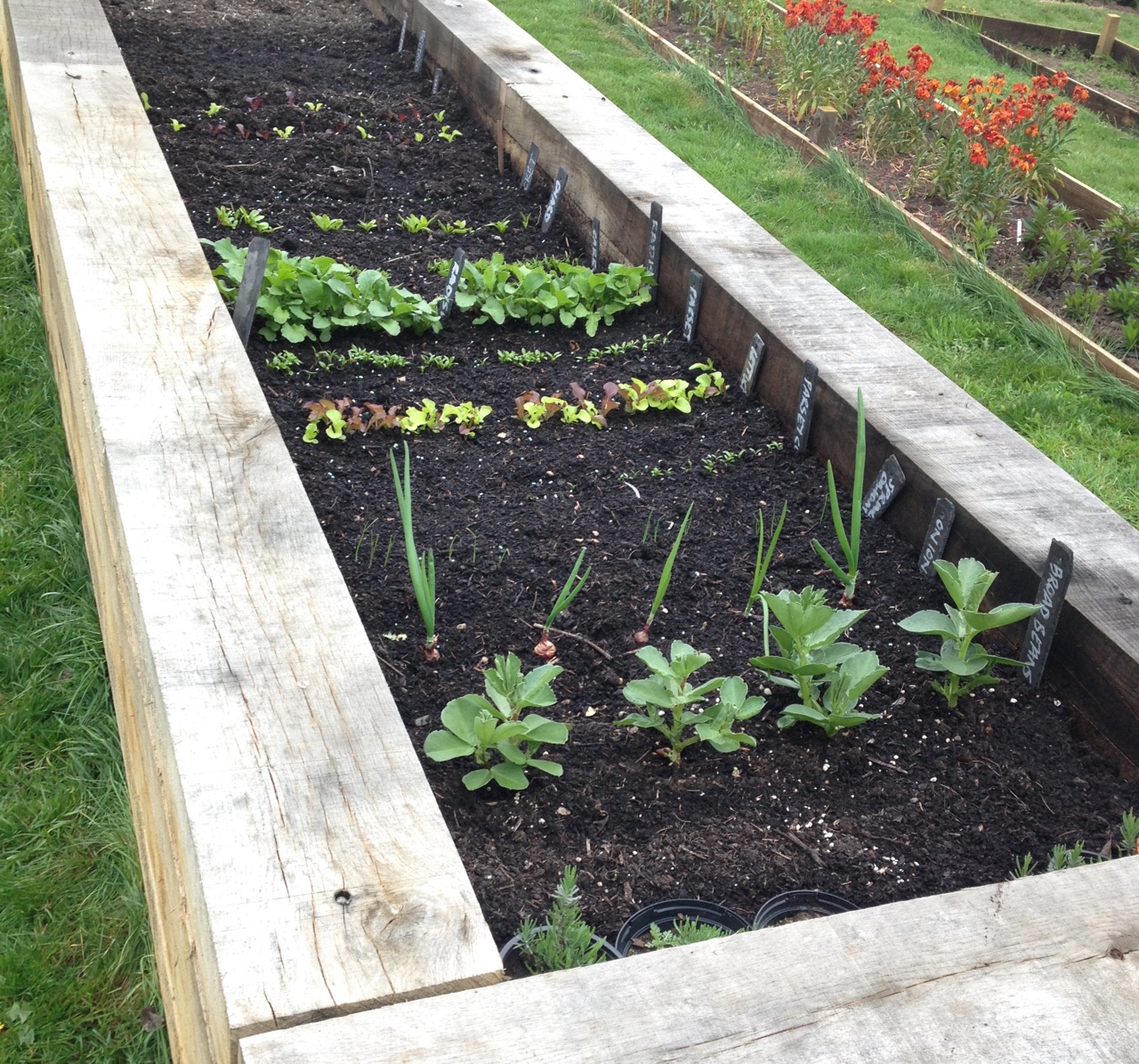 The salad bed is doing really well - especially thanks to Barbara's watering between sessions.