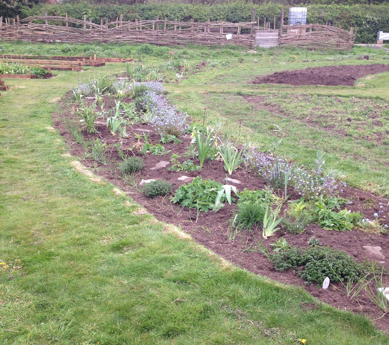 The new perennial beds are doing well but we have a lot of re-growth of annuals seedings, which take a lot of work to clean.