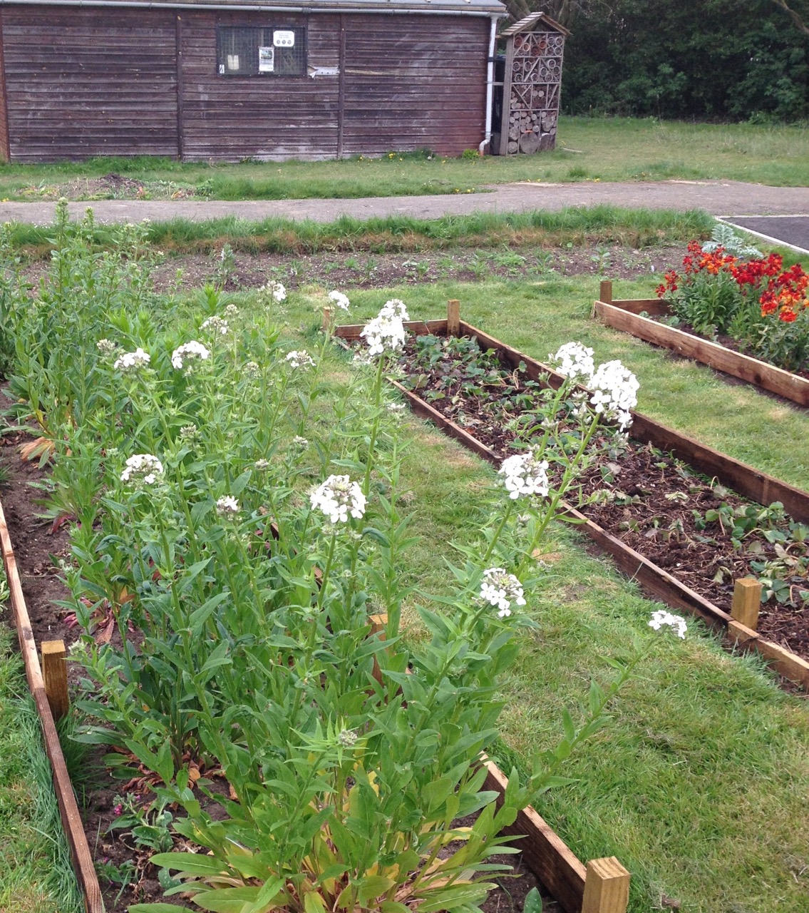 The hesperis (sweet rocket) is coming into flower - and we have a new bed of Snow White, white strawberries (pineberries). And biennial wallflowers.