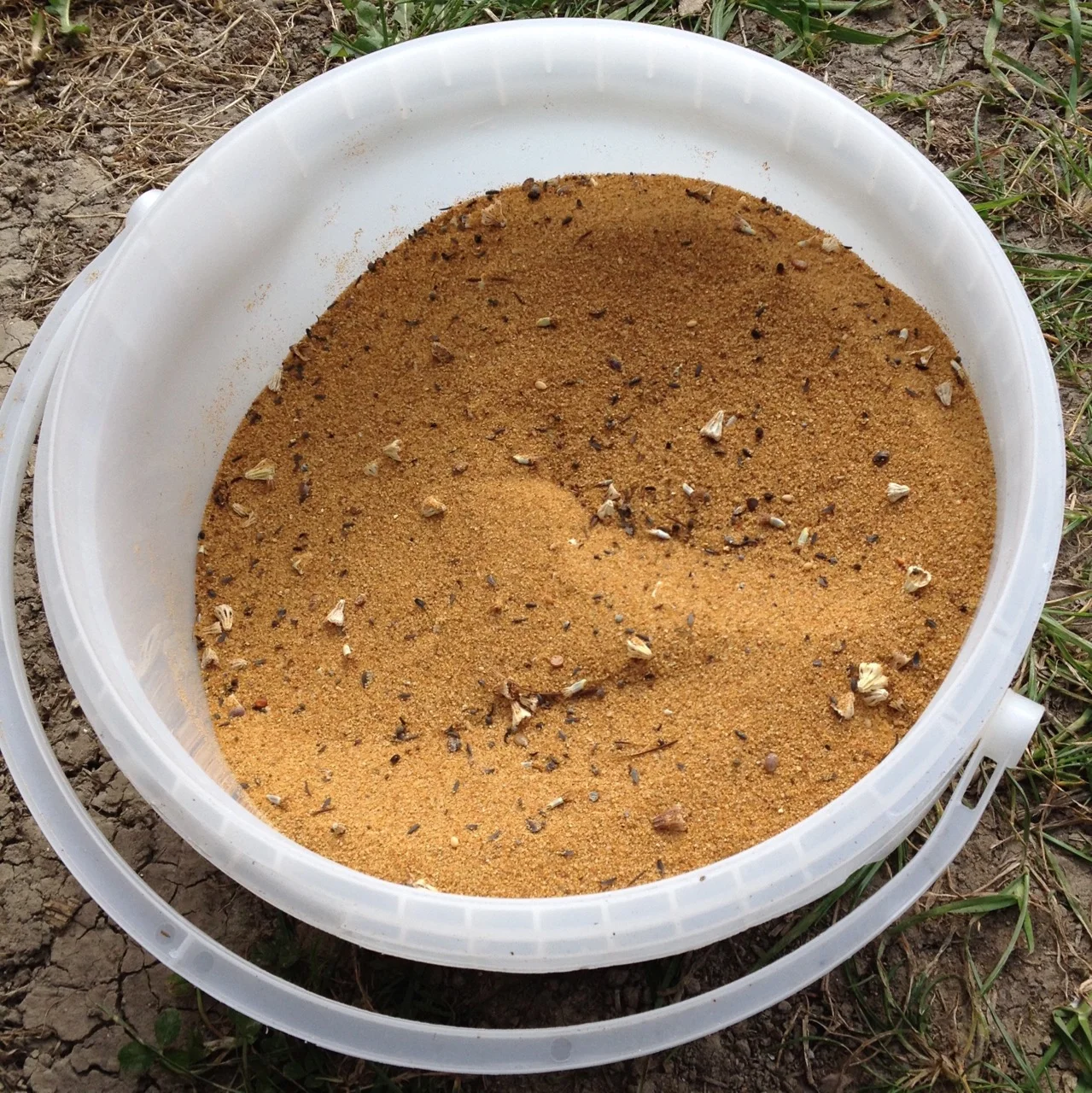 Seeds mixed with sand to help even sowing.