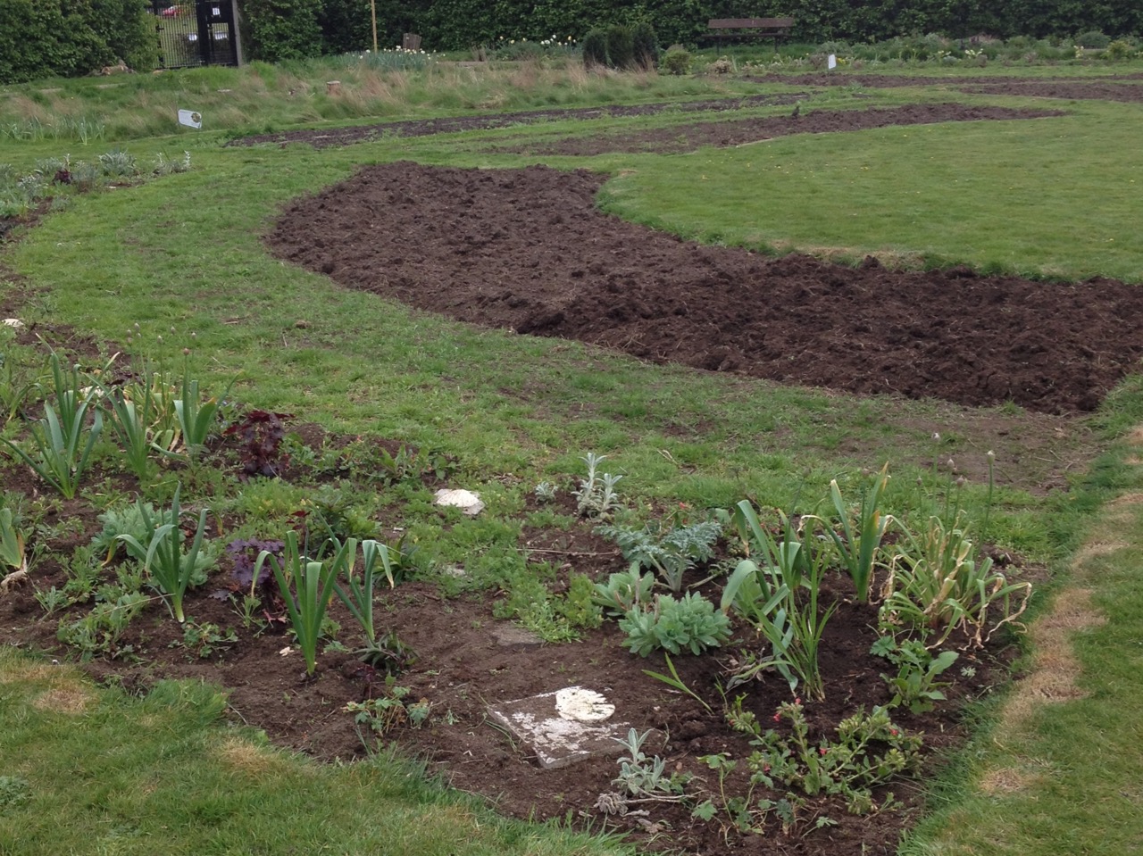 Two of the annual beds ready for sowing - they have just been cleaned with hard graft this year. We are also establishing new wide paths behind them and also perennial beds with plants - and lots of re-growth of last year's meadows.