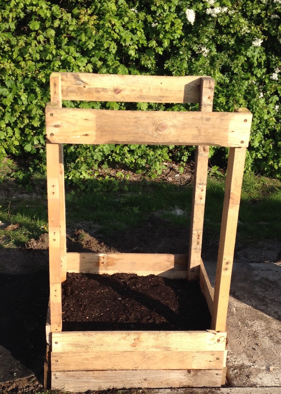 One of our social walkers had some leftover chitted seed potatoes - one is Ratte and the other type lost its label. We planted them in some (posh organic) loam-based compost (from the allotment shop) and then added a layer of (not very posh) garden compost. As they grow (we hope), we will add extra layers of pallet wood and, hopefully, share the crop sometime soon.