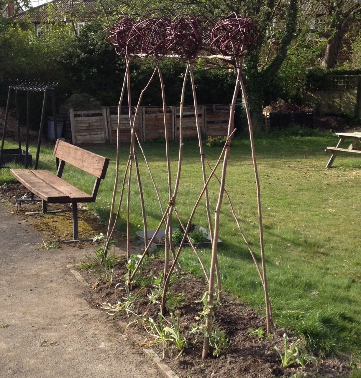 Red dogwood balls, made by garden volunteers, on the top of the sweet pea canes.