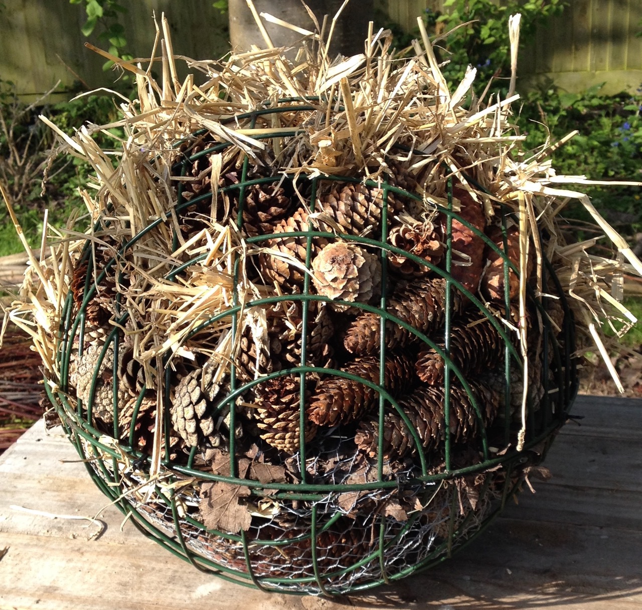 We were given these large hanging baskets some time ago and have been waiting to collect enough fir cones to stuff them. The ball also has some small terracotta pots, leafmould and straw in it, cabled tied. It should be a good habitat for creatures but is quite heavy - we need to find somewhere safe to hang it and a strong chain!