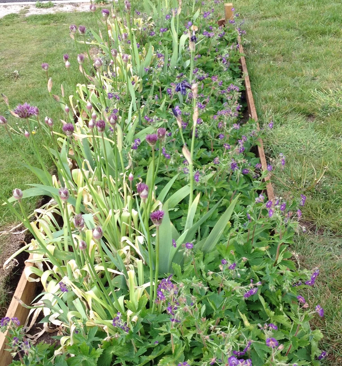 Alliums with frost damage, not helped by being so dry too. The geranium phaem are doing well though - and the bumblebees love the flowers.