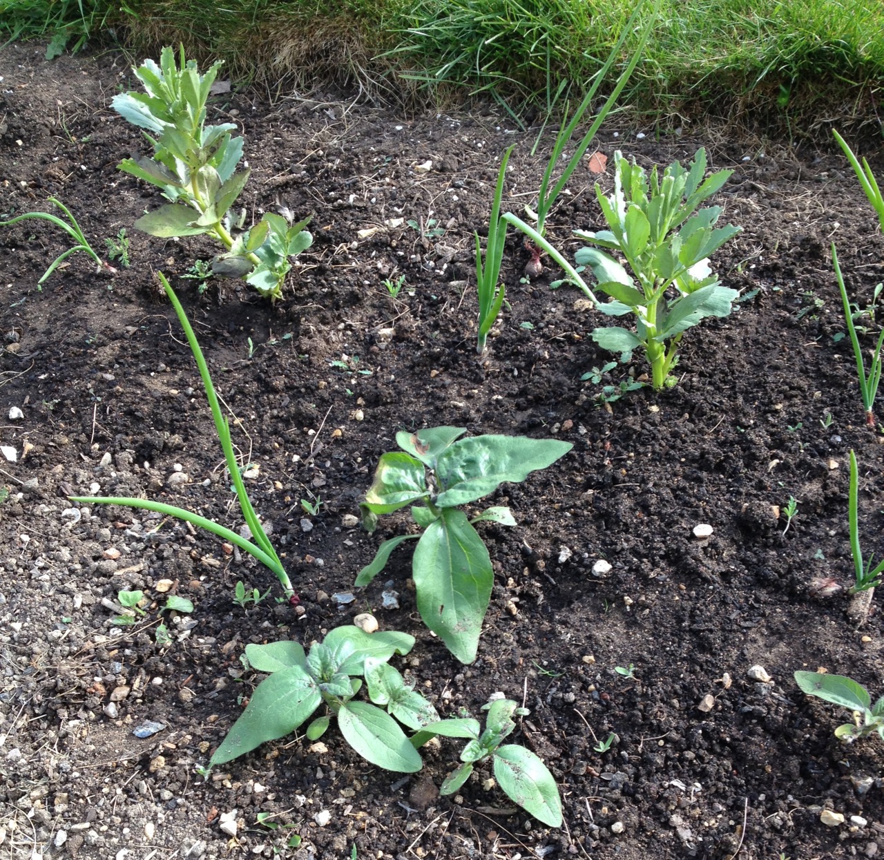 Self-sown sunflowers in the broad bean and onion row. These might be dwarf ones.