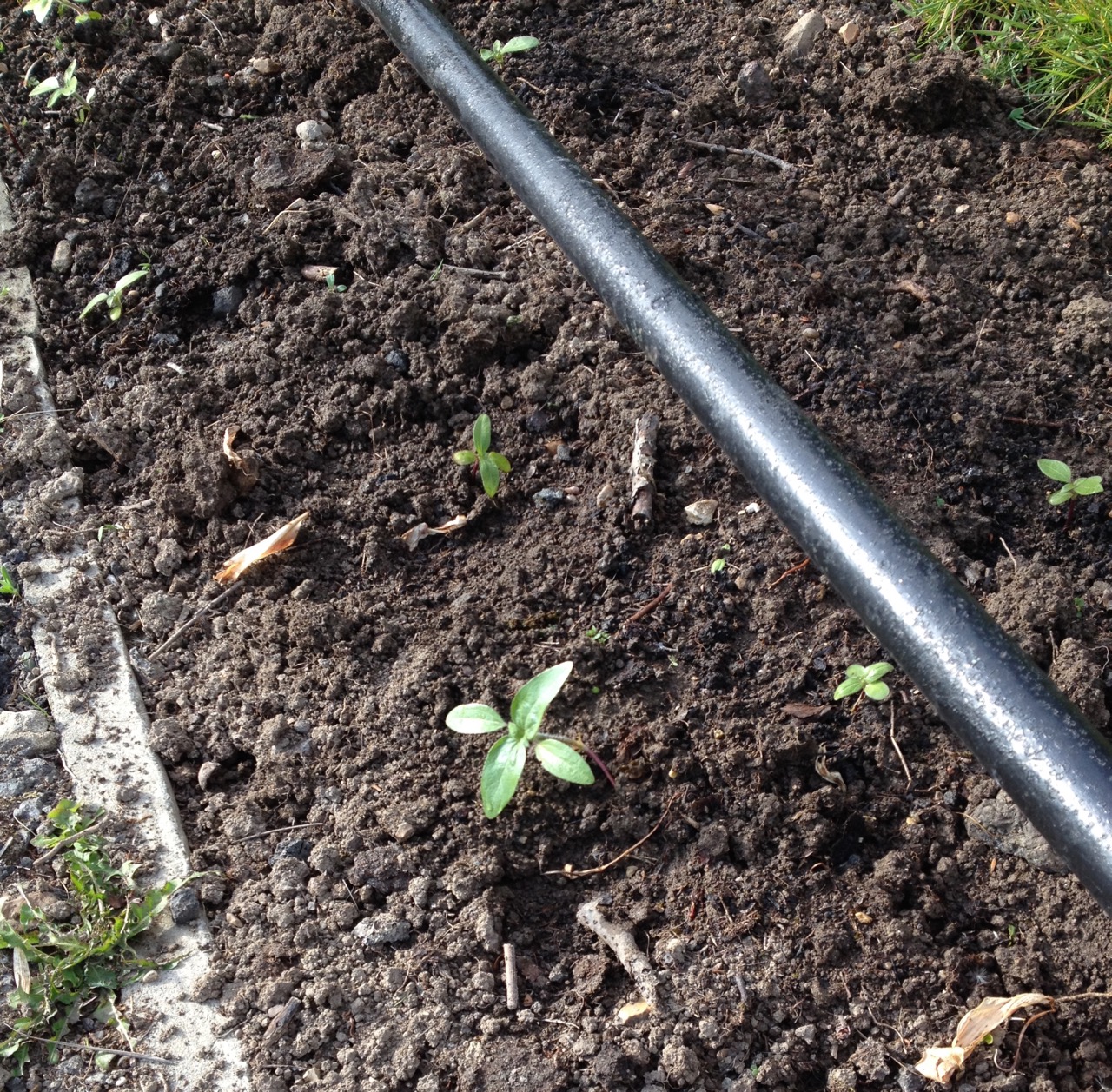 More self-sown sunflowers in the sunflower bed. We tie them to the metal coat racks.