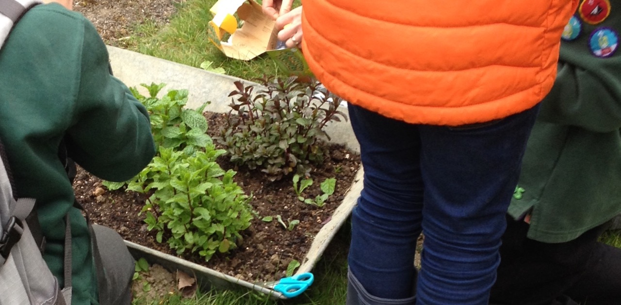 8 May 2017: a few of the 28th Cambridge cubs, learning from Alison of the RHS and garden volunteer about how to take mint cuttings using ready-prepared rooting gel pots. This is part of an RHS-funded Greening Grey Britain project to Queen Edith's in Bloom .