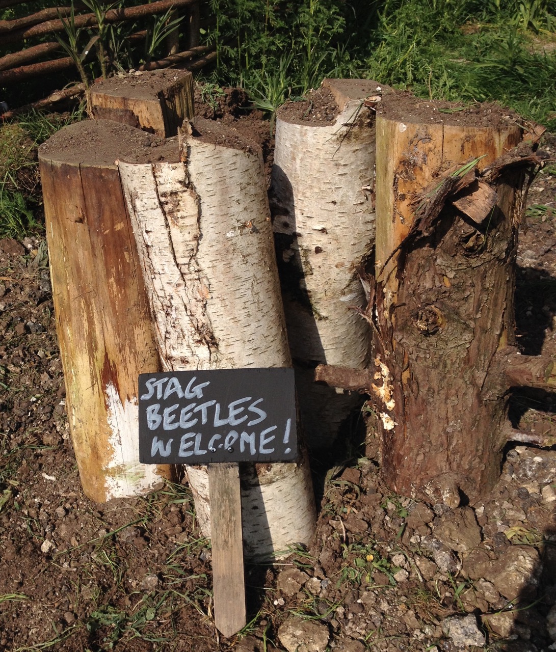 11 May: accommodation is ready for stag beetles. We might make the top a bit prettier for humans though...